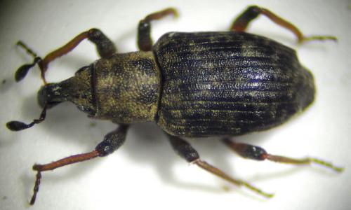 Bagous sp.